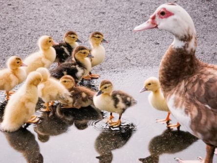 Ducklings are smarter than you may have thought