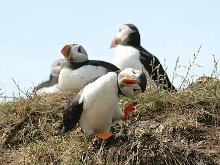 Check out some early entries for Comedy Wildlife Photo Awards