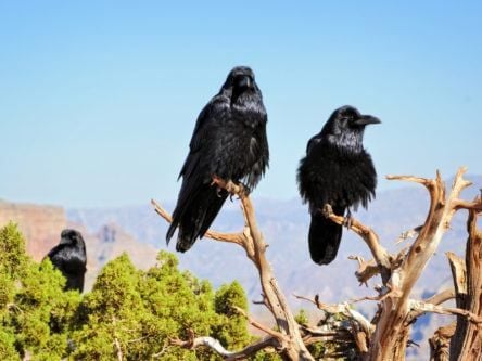 Watch: Crows are smarter than you think