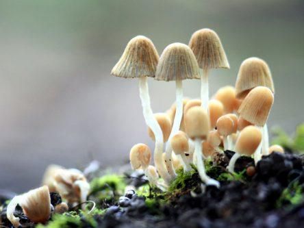 Fungi a fine fixer of battery recycling issue