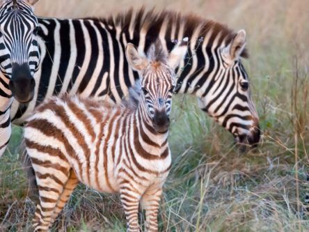 What sound does a zebra make? Ask Google right now