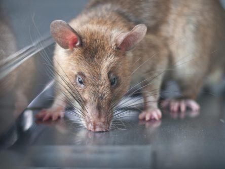 These giant rats are big heroes in health innovation