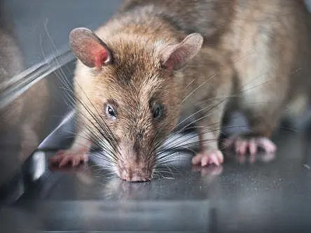 These giant rats are big heroes in health innovation