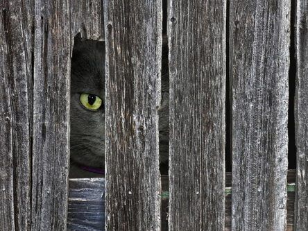 ‘Cat in a woodpile’ is the latest internet photo sensation – can you see it?