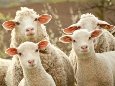 Hail to the sheep: Innovative chemical showers to combat pests