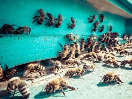 Here’s how an Irish start-up plans to use IoT to save the bees (video)