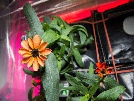 First space flower successfully grown aboard the ISS