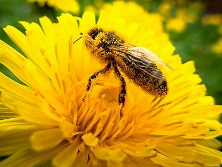 Could your hay fever warn you of nearby batteries?