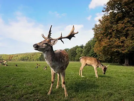 Rampaging, indestructible AI deer wreaking havoc in GTA V