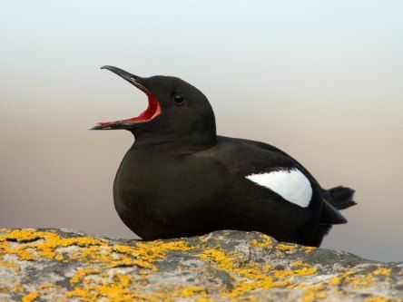 Here’s a clever use of old tourists’ photos to measure bird populations