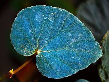 Blue begonias use quantum mechanics to survive on forest floor