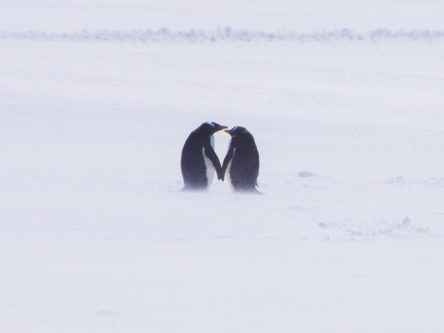 Penguins rejoice, massive marine reserve in Antarctica secured