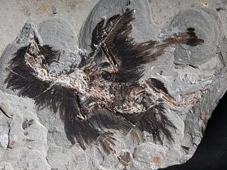 What colour were the dinosaurs? Feathers discovery gives clues