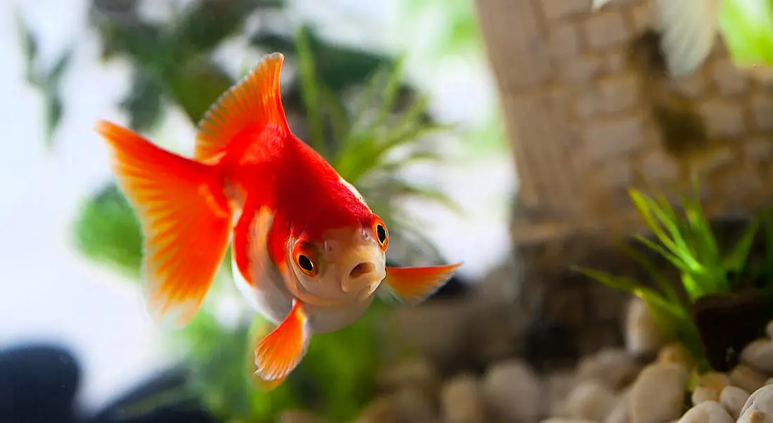 millenials goldfish attention span