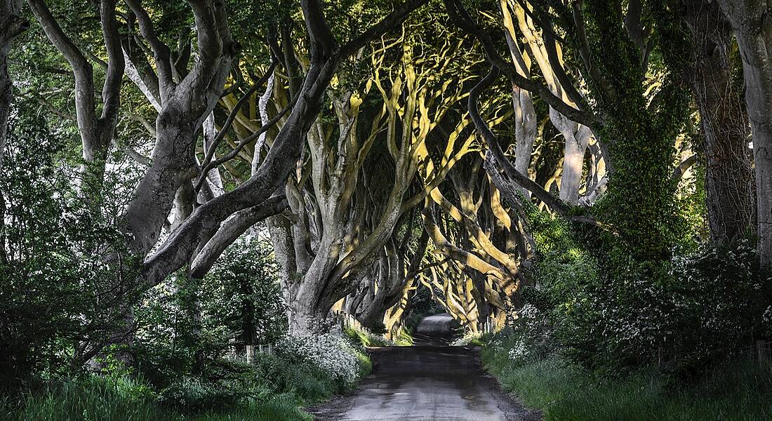 The Dark Hedges, Ulster