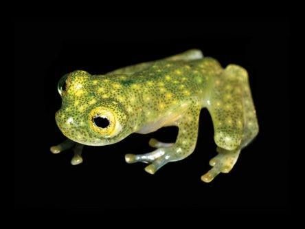 Bizarre, new, tiny Amazonian frog carries its heart on its sleeve