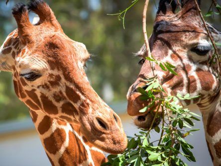 The plight of the giraffe is grim, though tourists could be the saviour