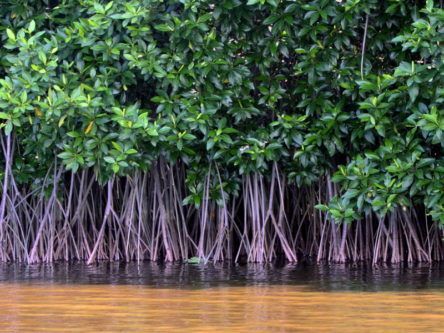 Yet another fund for European firms as Mangrove plays hand