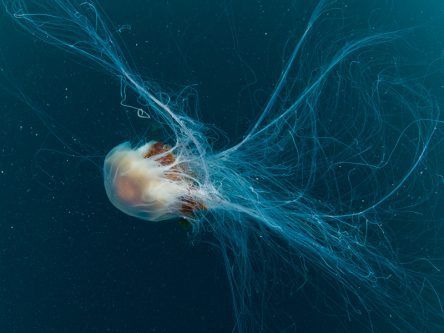 How do you treat a lion’s mane jellyfish sting?