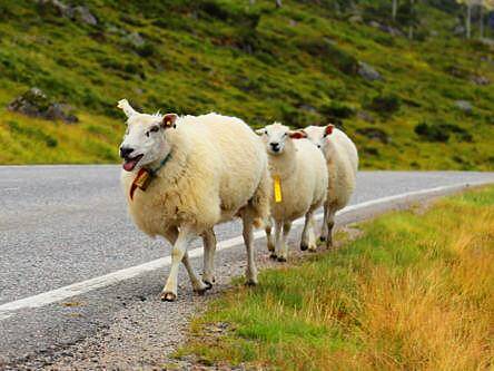 1,000 Norwegian sheep recruited for world’s largest NB-IoT pilot