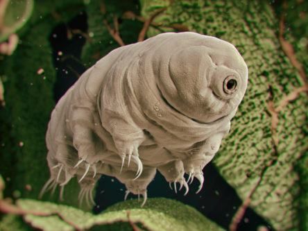 Meet the water bear, Earth’s indestructible animal that will outlive us all