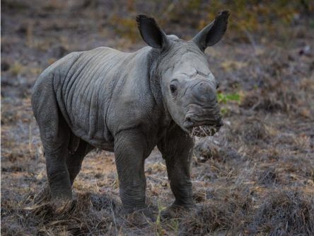 IoT goes on safari with IBM’s new solution to save endangered rhinos