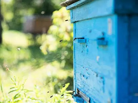 Cork IoT start-up that aims to save bees wins Ignite award