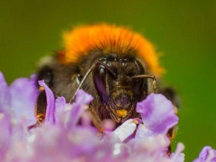 Researchers ‘buzzing’ after new bumblebee species discovered in Ireland