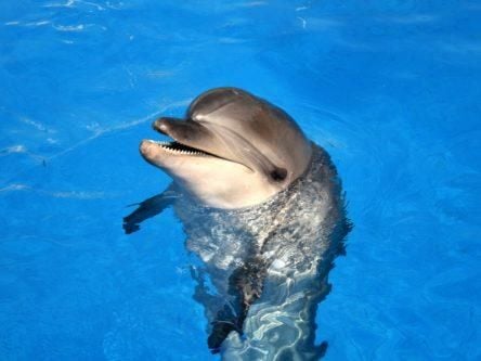 Voice assistants fooled by ‘dolphin’ ultrasound messages, according to new research