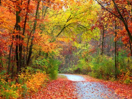 Why do the leaves change colour in autumn?