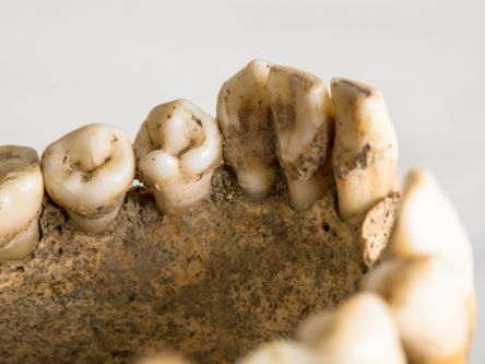 Fossilised primate jaw discovery sheds new light on human evolution
