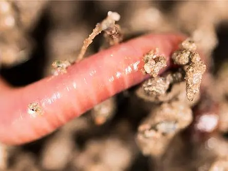 Gigantic 400m-year-old extinct worm with terrifying jaws discovered