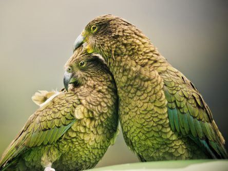 Polly wants a giggle: New Zealand parrot shows infectious ‘laughter’