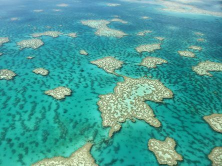 The Great Barrier Reef is dying in front of our very eyes