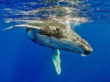 Researchers mystified as solitary whales start swarming in huge numbers