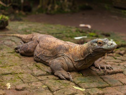What do you know about Komodo dragons?