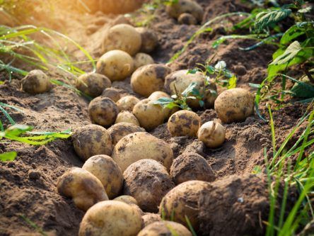The humble potato is the super crop that could grow on Mars