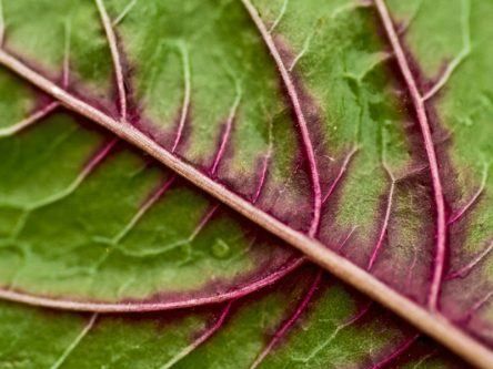 With a few small tweaks, a spinach leaf can turn into human heart tissue