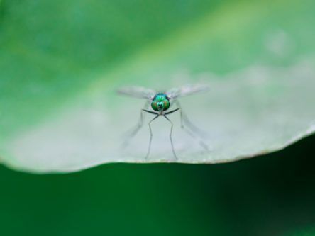 An insect burger could be your dinner of the future