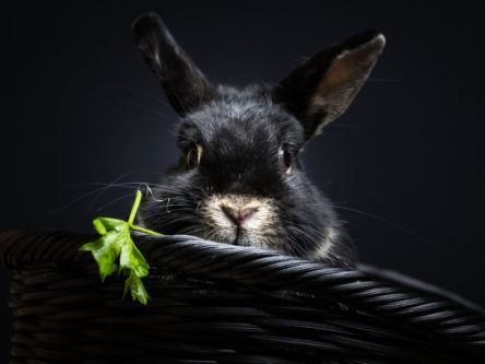 Bad Rabbit: What we know about the latest virus besieging Europe