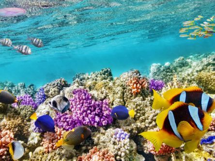 Efforts to save dying coral reefs bolstered by stunning 3D map