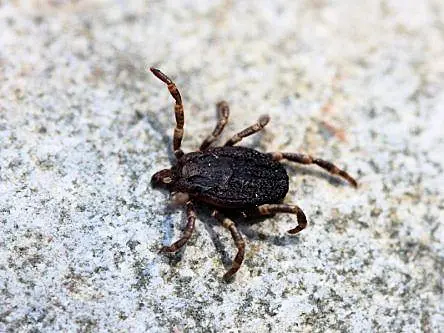 99m-year-old fossilised tick hides a Jurassic secret inside