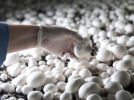 New way to produce biofuel from mushroom waste is a game-changer