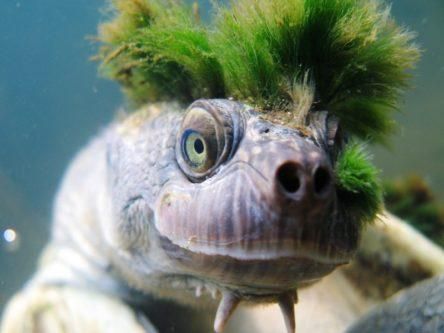 Green-haired turtle that breathes through genitals is now endangered