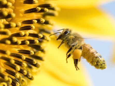 Bees even more under threat from climate change than we thought