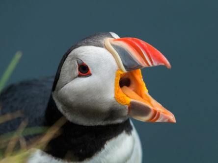 Puffin beak’s invisible secret now revealed with UV light