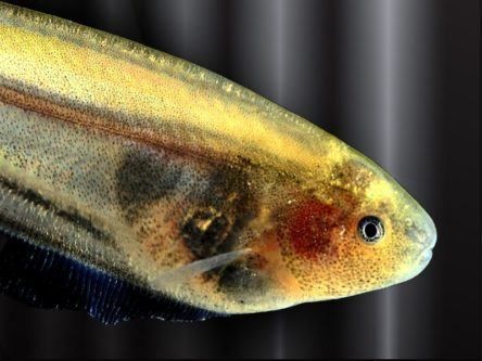 How cave-dwelling fish could help stop an IoT catastrophe