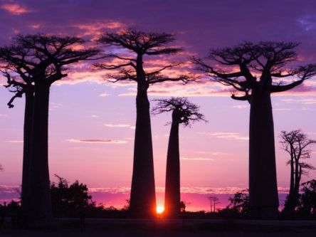 What in the world killed some of Africa’s oldest trees?