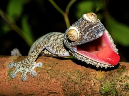 Gecko Governance aims to make ICOs less slithery and far more tangible