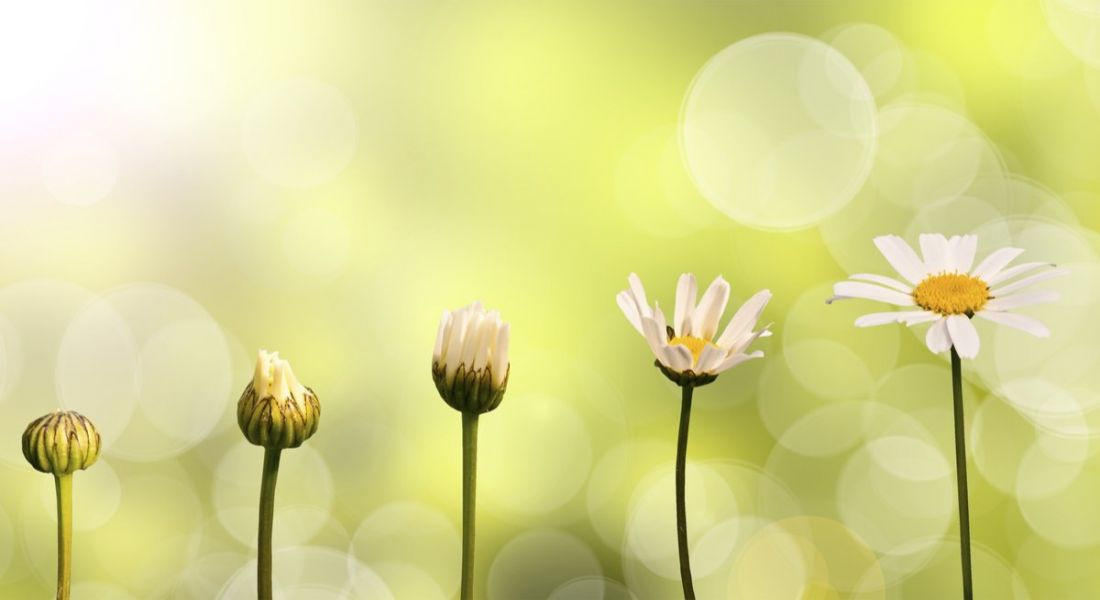 Five daisies at different stages of growth, from bud to flowering, on a yellow-green bokeh background